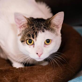 Rescue Domestic Short Hair and Tabby Cats for Adoption in Briarcliff Manor, New York - Denali | PetCurious