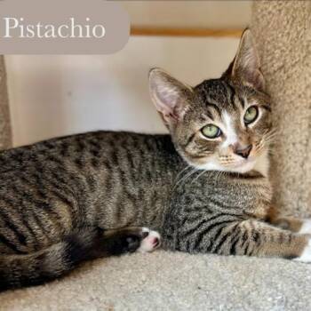 Pistachio -  Domestic Short Hair Cat for Adoption in Chalfont, Pennsylvania - Pistachio | PetCurious