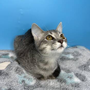 Evie -  Domestic Short Hair Cat for Adoption in San Antonio, Texas - Evie | PetCurious