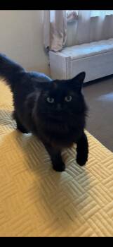 Domestic Short Hair and Domestic Medium Hair Cats Available for Adoption in Mobile, Alabama - ~ Courtesy ~ Church, Pickle, & Hazel | PetCurious