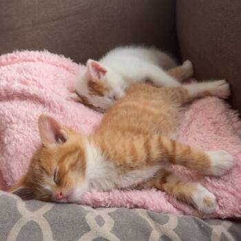 Doc -  Domestic Short Hair Cat for Adoption in Tempe, Arizona - Doc | PetCurious