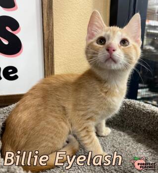 Billie Eyelash -  Domestic Short Hair Cat for Adoption in Douglasville, Georgia - Billie Eyelash | PetCurious