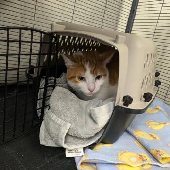 Falcon -  Domestic Short Hair Cat for Adoption in Hannibal, Missouri - Falcon | PetCurious