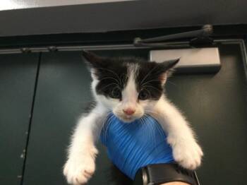 Domestic Short Hair Cats Available for Adoption in Thousand Palms, California - A1916647 | PetCurious