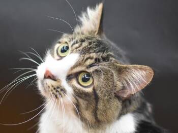 Peppa -  Domestic Short Hair Cat for Adoption in Portland, Oregon - Peppa | PetCurious