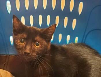 Fusilli -  Domestic Short Hair Cat for Adoption in Kansas City, Missouri - Fusilli | PetCurious