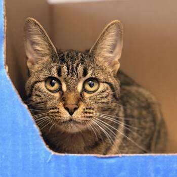 Stevia -  Domestic Short Hair Cat for Adoption in Columbus, Ohio - Stevia | PetCurious