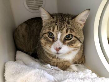 Domestic Short Hair Cats Available for Adoption - Wonton | PetCurious