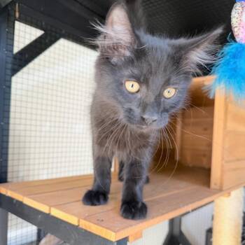 Hallelujah Holiday -  Domestic Medium Hair Cat for Adoption in Fredericksburg, Virginia - Hallelujah Holiday | PetCurious