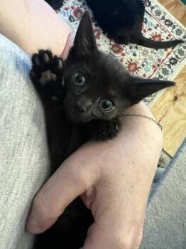 TINKERBELL-ready in July -  Domestic Short Hair Cat Available for Adoption in Glen Raven, North Carolina - TINKERBELL-ready In July | PetCurious