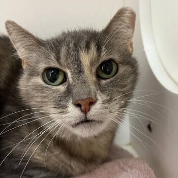 Sweetie -  Domestic Short Hair Cat for Adoption in Kennett Square, Pennsylvania - Sweetie | PetCurious