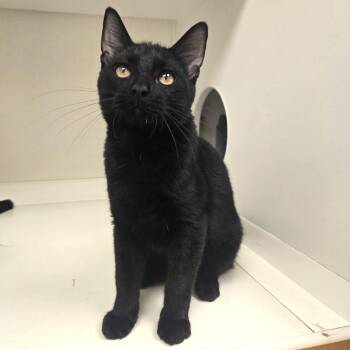Herriot -  Domestic Short Hair Cat for Adoption in Champaign, Illinois - Herriot | PetCurious