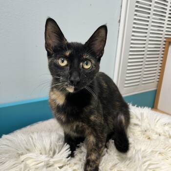 Pop -  Tortoiseshell Cat for Adoption in Grand Rapids, Michigan - Pop | PetCurious