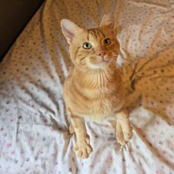 Theo -  Domestic Short Hair Cat for Adoption in Rossville, Georgia - Theo | PetCurious