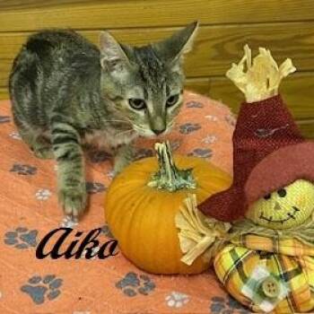 Rescue Tabby Cats for Adoption in Southern Pines, North Carolina - Aiko - Beautiful Tri Colored Marble Tabby As Sweet As Can Be | PetCurious