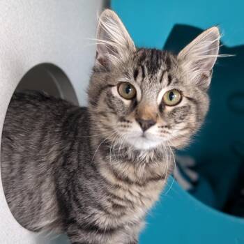Nessie -  Domestic Medium Hair Cat for Adoption in Seattle, Washington - Nessie | PetCurious