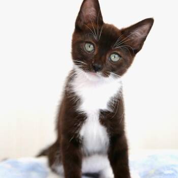 Darth Vader -  Domestic Short Hair Cat for Adoption in Keizer, Oregon - Darth Vader | PetCurious