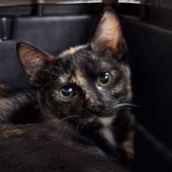 Polly -  Domestic Short Hair Cat for Adoption in Montgomery, Alabama - Polly | PetCurious
