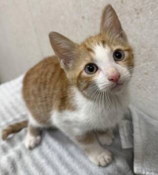 Domestic Short Hair Cats Available for Adoption in Honolulu, Hawaii - Galileo | PetCurious