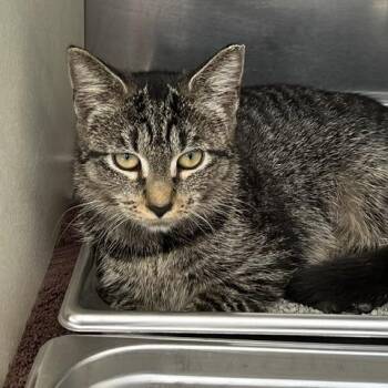 Suzy Hot Topic [lavender] -  Domestic Short Hair Cat for Adoption in Baltimore, Maryland - Suzy Hot Topic [lavender] | PetCurious