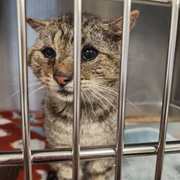 Domestic Short Hair Cats Available for Adoption in Evensville, Tennessee - Tom Tom | PetCurious