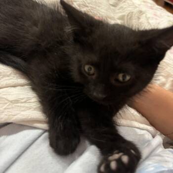 Lemon -  Domestic Short Hair Cat for Adoption in Chicago, Illinois - Lemon | PetCurious