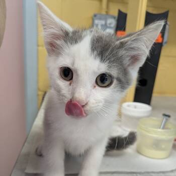 Rescue Domestic Short Hair Cats for Adoption in Huntsville, Arkansas - Good Gravy | PetCurious