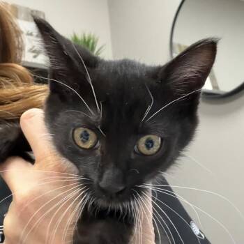 Domestic Short Hair Cats Available for Adoption in Midland, Texas - MaryKate | PetCurious