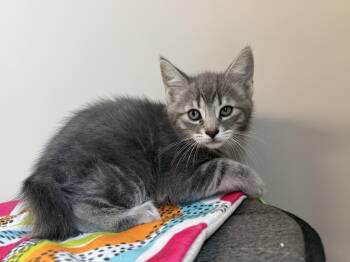 Domestic Short Hair Cats Available for Adoption in Delson, Quebec - Drax | PetCurious