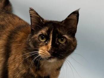 Patty -  Domestic Short Hair Cat for Adoption in Golden Valley, Minnesota - Patty | PetCurious