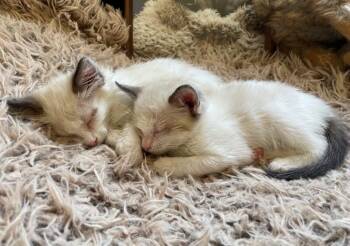 Fluffernutter - Treats Litter -  Ragdoll Cat for Adoption in Anthem, Arizona - Fluffernutter - Treats Litter | PetCurious