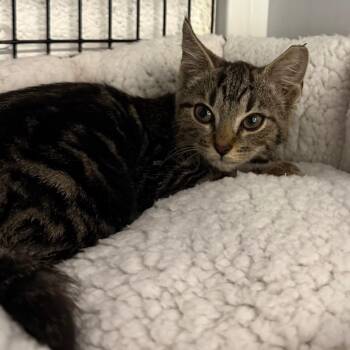 Trina -  Domestic Short Hair Cat for Adoption in Trenton, New Jersey - Trina | PetCurious