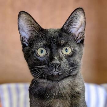 RAPUZEL -  Domestic Short Hair Cat for Adoption in Delhi, Ontario - RAPUZEL | PetCurious
