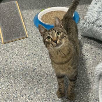 Drew -  American Shorthair Cat Available for Adoption in Bethel, Connecticut - Drew | PetCurious
