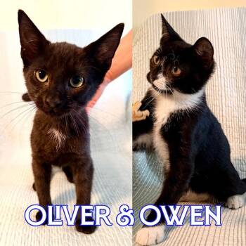 Owen (and Oliver) -  Domestic Short Hair Cat for Adoption in New York, New York - Owen (and Oliver) | PetCurious