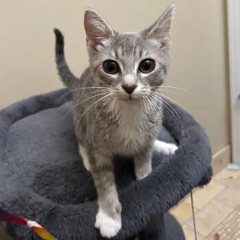 Domestic Short Hair Cats Available for Adoption in Evanston, Illinois - North | PetCurious