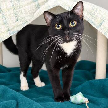 Bambino -  Domestic Short Hair Cat for Adoption in Hopkinton, Massachusetts - Bambino | PetCurious