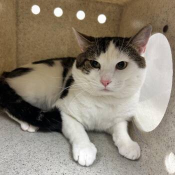 Domestic Short Hair Cats Available for Adoption in Reno, Nevada - Odie | PetCurious