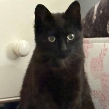 Domestic Short Hair Cats Available for Adoption in Westport, Connecticut - Odie | PetCurious