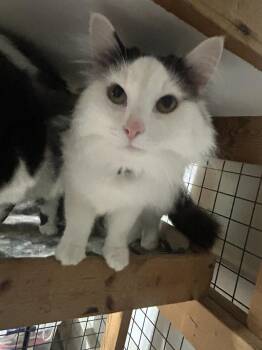 Domestic Long Hair Cats Available for Adoption - Lil Bit | PetCurious