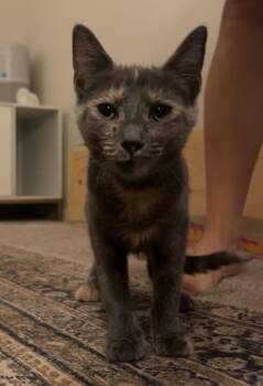 Rescue Dilute Tortoiseshell Cats for Adoption in Monroeville, Pennsylvania - Pebbles | PetCurious