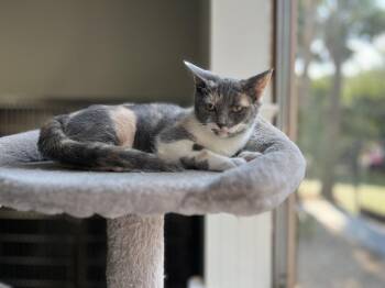 Gecko -  Domestic Short Hair Cat for Adoption in Hilton Head Island, South Carolina - Gecko | PetCurious