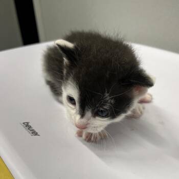 Domestic Short Hair Cats Available for Adoption in Tampa, Florida - Zion | PetCurious