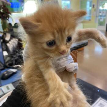 Mrs Weasley -  Domestic Short Hair Cat for Adoption in Lynchburg, Virginia - Mrs Weasley | PetCurious