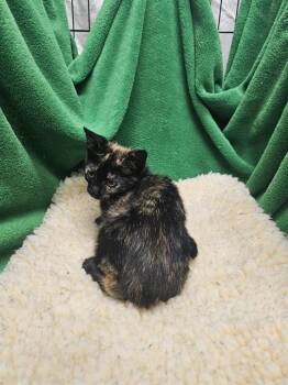 Rescue Domestic Short Hair Cats for Adoption in Winter Haven, Florida - YVETTE | PetCurious