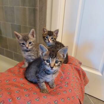 Canneloni (Hastings kitten 3) -  Domestic Short Hair Cat for Adoption in Westport, Connecticut - Canneloni (Hastings Kitten 3) | PetCurious