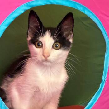 Guppy -  Domestic Short Hair Cat for Adoption in Tulsa, Oklahoma - Guppy | PetCurious