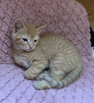 Troy -  Domestic Short Hair Cat for Adoption in Tomah, Wisconsin - Troy | PetCurious