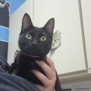 Domestic Short Hair Cats Available for Adoption in Ardmore, Oklahoma - Dink | PetCurious