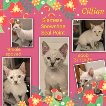 Cillian -  Siamese Cat for Adoption in Missouri City, Texas - Cillian | PetCurious